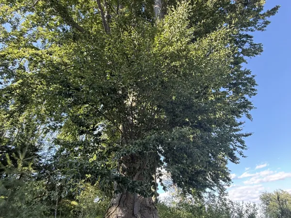 3-Tagesausfahrt Semmering 2026 – Traktor-Oldtimer-Club Markt Hartmannsdorf, Foto 22