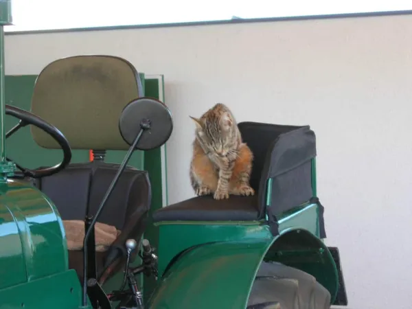 TOC 2009 – Traktor-Oldtimer-Club Markt Hartmannsdorf, Foto 6