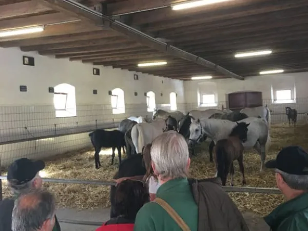 3-TAGEFAHRT WESTSTEIERMARK 2018 – Traktor-Oldtimer-Club Markt Hartmannsdorf, Foto 49